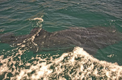 Rhincodon typus