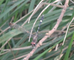 Dythemis
