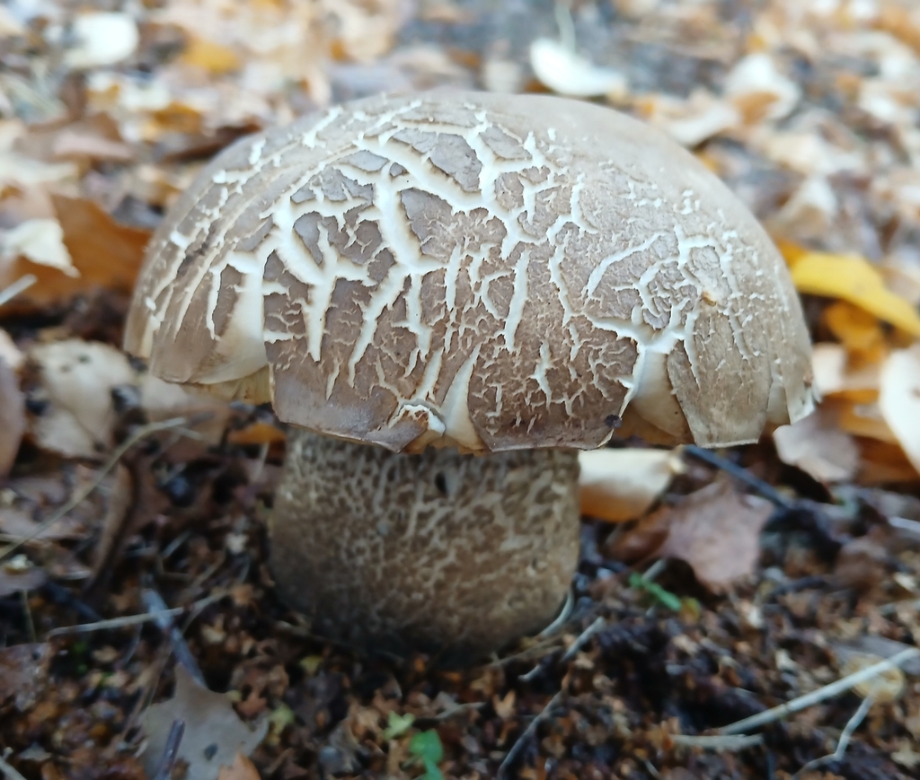 Leccinum scabrum · May 2025 · photo: © claire_grace83 (iNaturalist, cc-by)