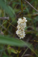 Cuscuta glomerata