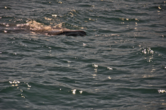 Rhincodon typus