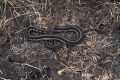 Thamnophis sirtalis semifasciatus