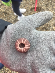 Pseudechinus albocinctus