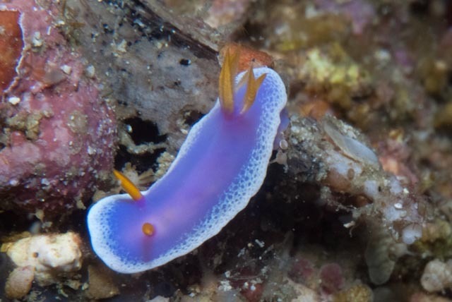 Cinderella Sea Slug