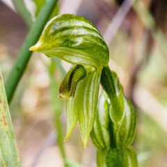 Pterostylis smaragdyna