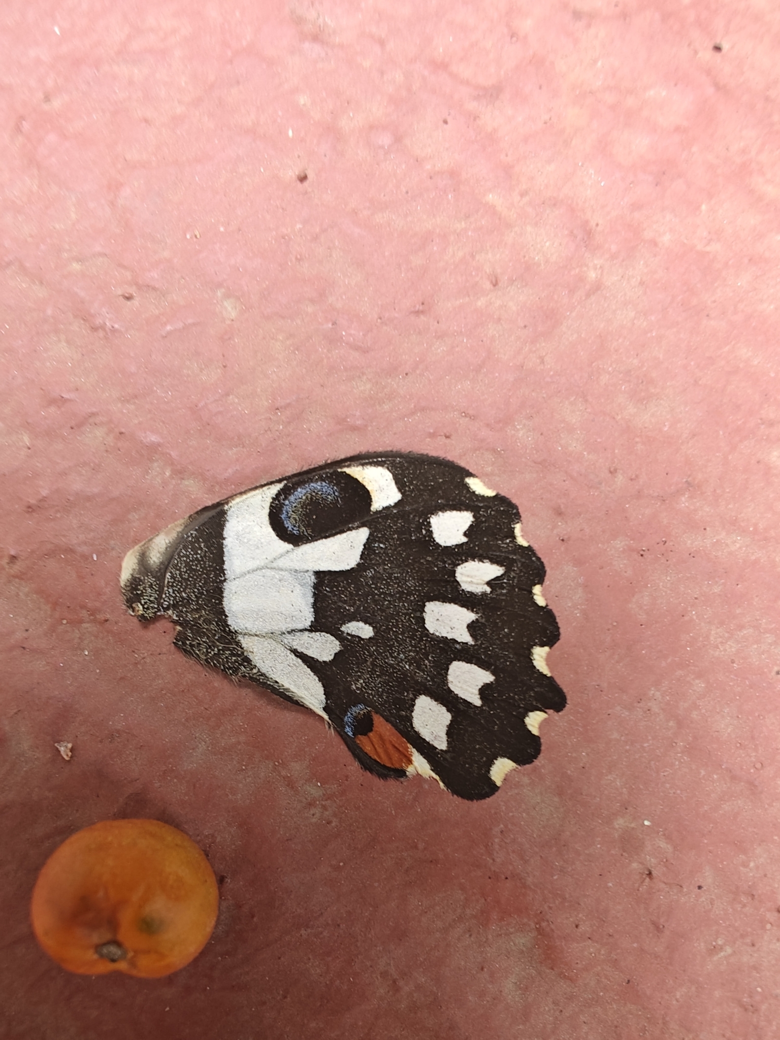 Lime Swallowtail