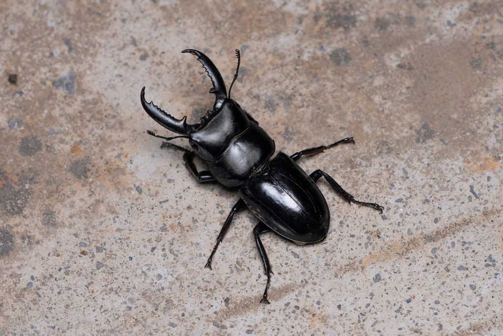 Serrognathus consentaneus