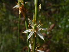Pleea tenuifolia