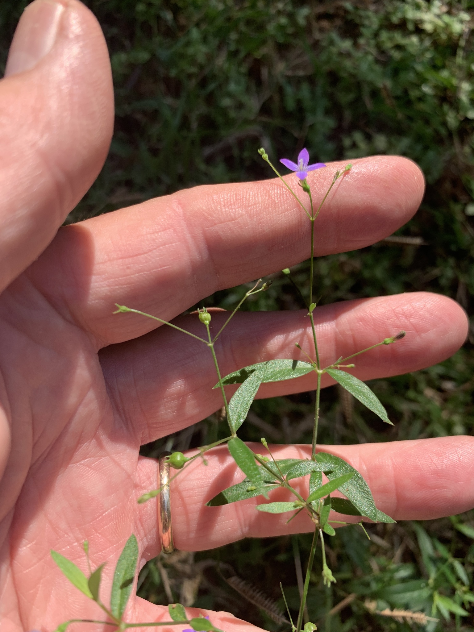 Blue Diamond Flower (Oldenlandia affinis)