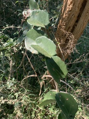 Cissus rotundifolia, photograph (c) Dave Richardson, some rights reserved (CC BY)