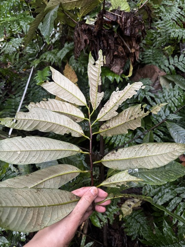 Myristica inutilis observed 2025-05-17