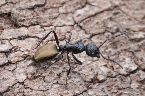 Dolichoderus inferusDolichoderus inferus