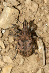 Leucophyes pedestris