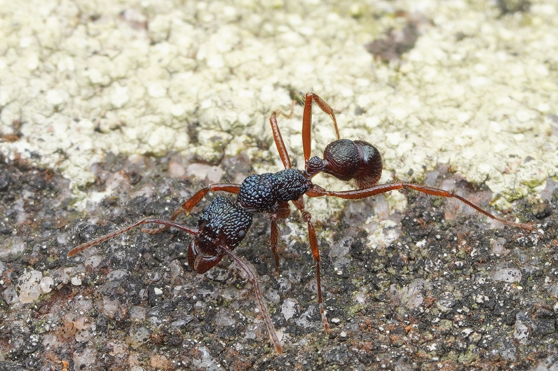 Rhytidoponera enigmatica