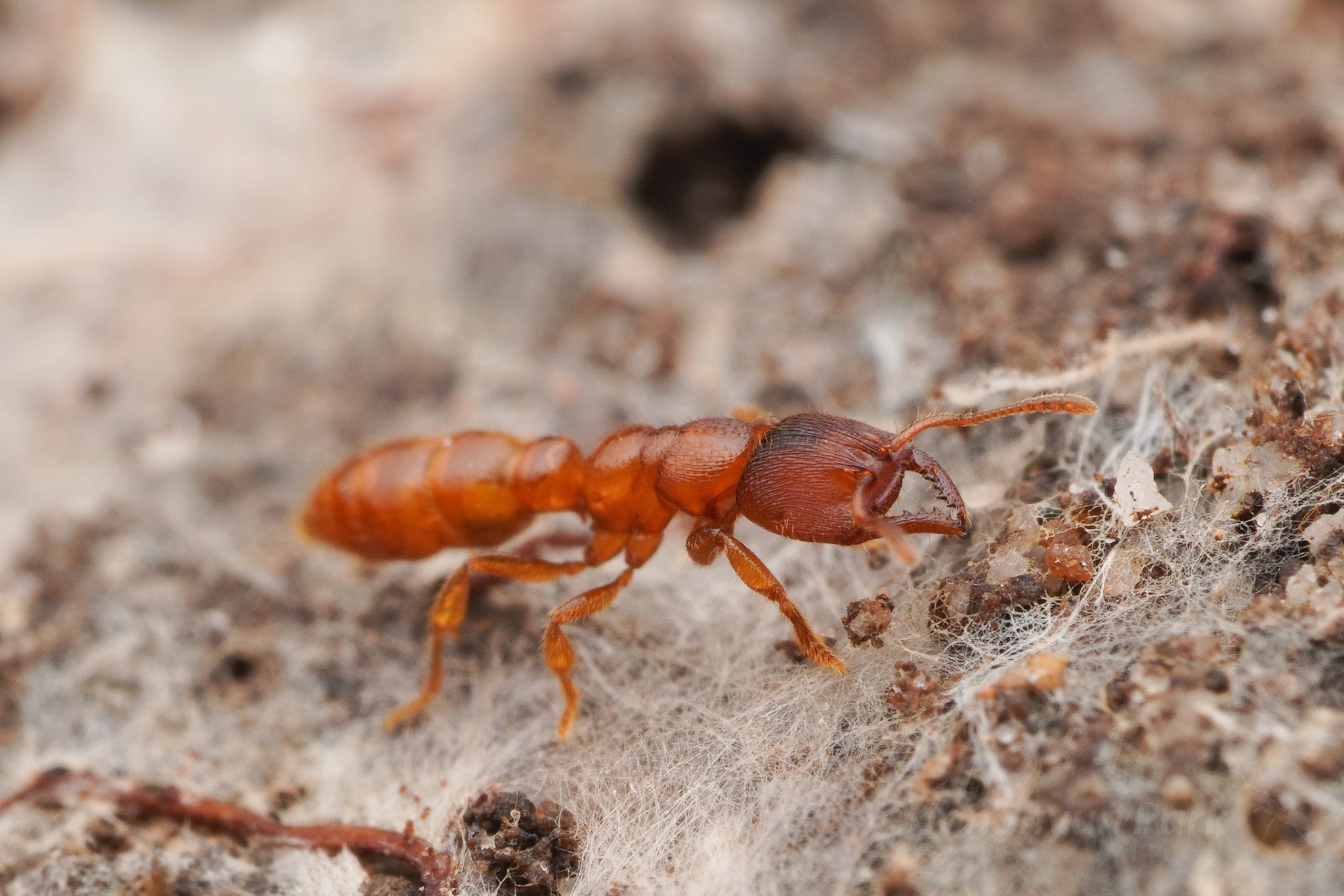 Amblyopone hackeri