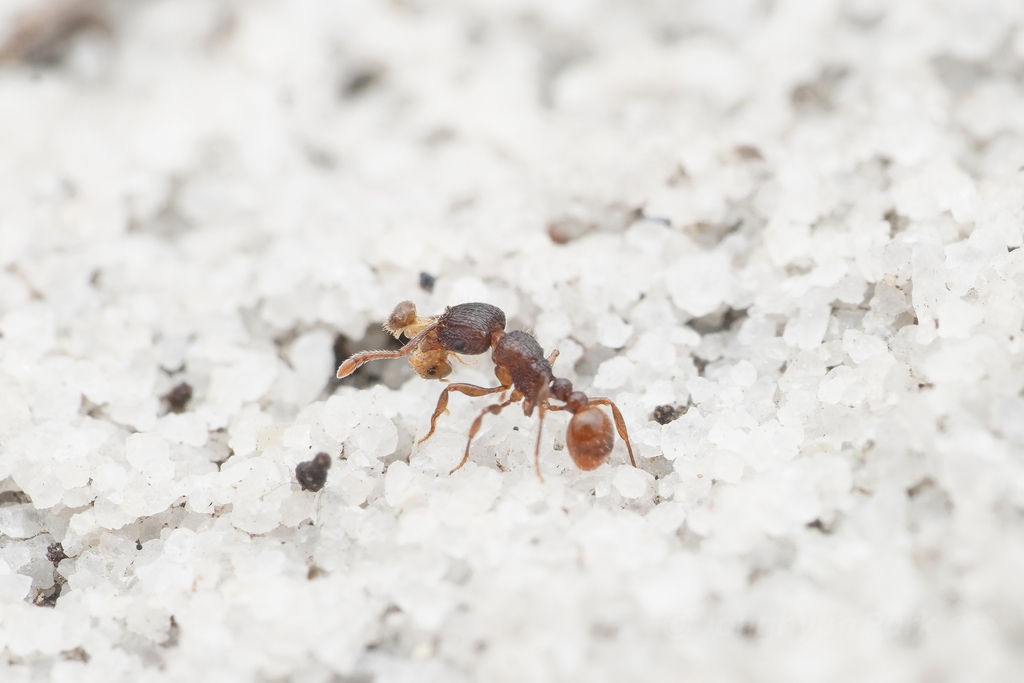 Tetramorium turneri