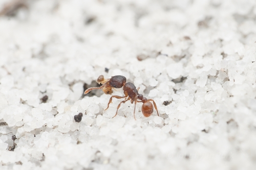 Tetramorium turneriTetramorium turneri