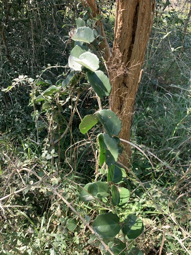 Cissus rotundifolia, photograph 5