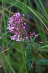 Plectranthus chimanimanensis, photograph (c) Tony Rebelo, some rights reserved (CC BY-SA)