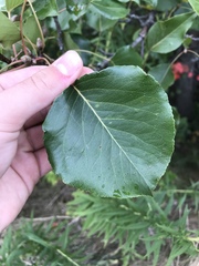 Populus deltoides monilifera
