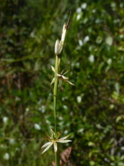 Pleea tenuifolia