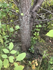 Populus deltoides monilifera