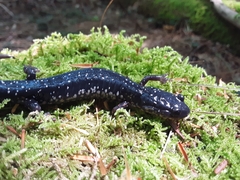 Plethodon teyahalee