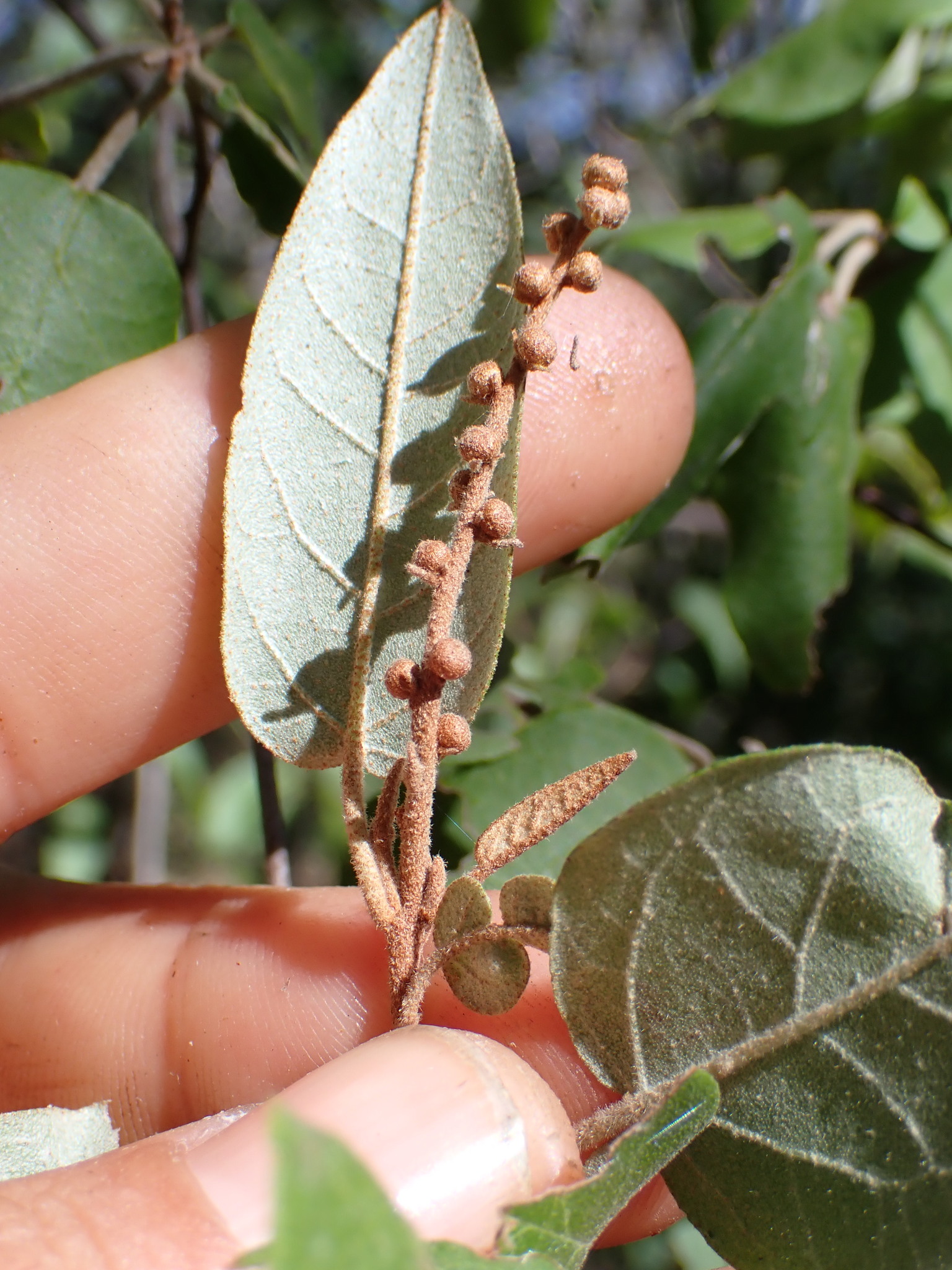 Croton meridionalis