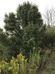 Populus deltoides monilifera