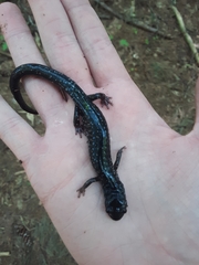 Plethodon teyahalee