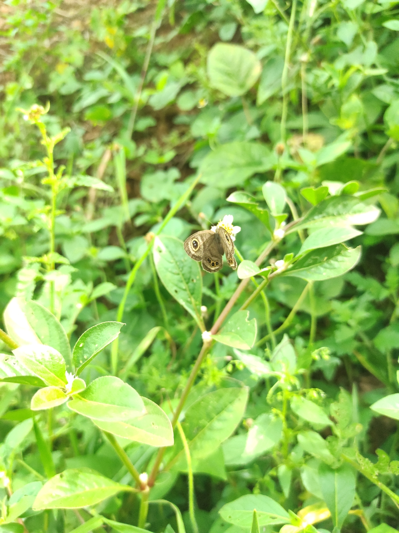Common Five-Ring