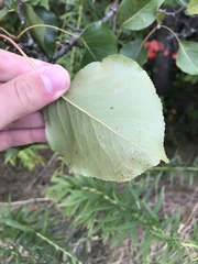 Populus deltoides monilifera