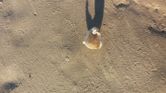 Phalium areola