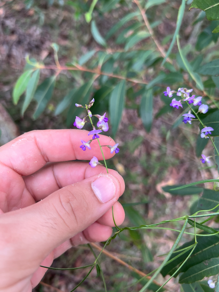 Glycine clandestina - Inner West indigenous plant