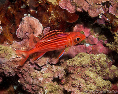 Sargocentron diadema