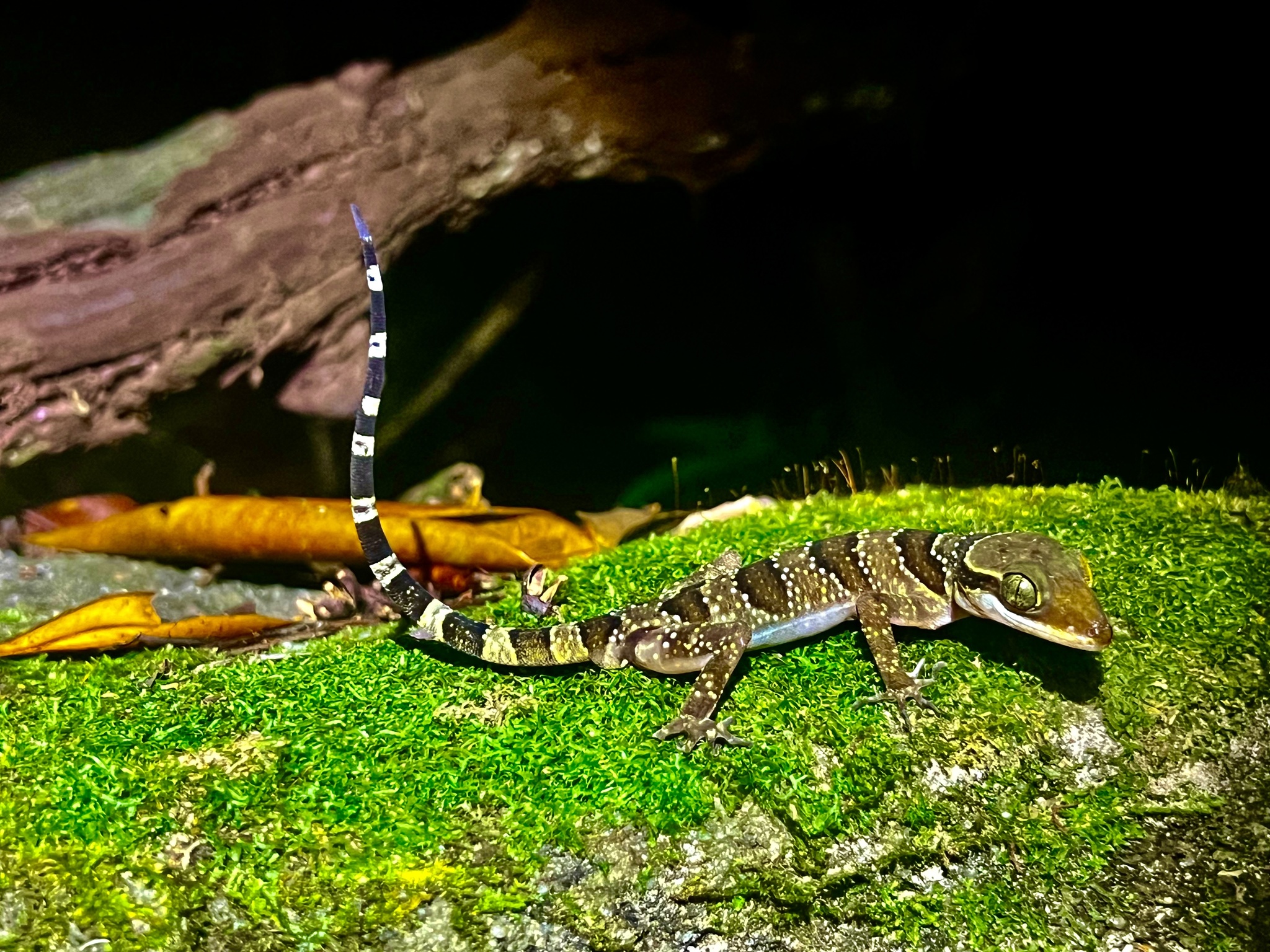 The Phu Quoc Bent-Toed Gecko photo 3
