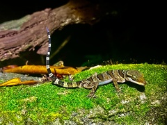 The Phu Quoc Bent-Toed Gecko photo 1