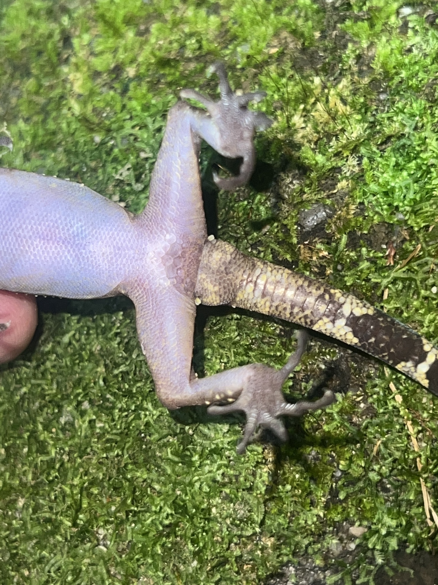The Phu Quoc Bent-Toed Gecko photo 4