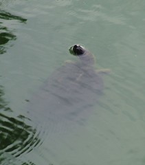 Trachemys venusta venusta