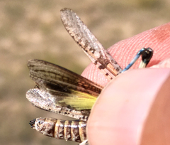 Trachyrhachys aspera