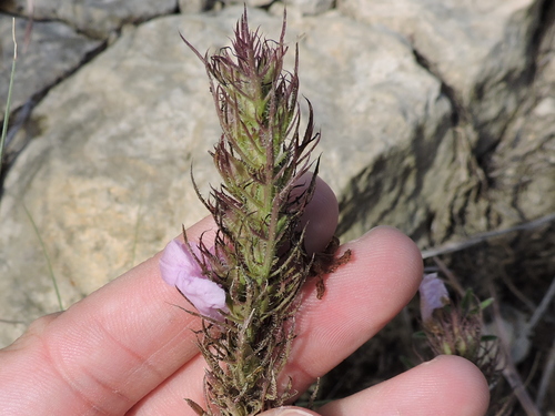 Image of Agalinis densiflora by (c) Sam Kieschnick, some rights reserved (CC BY)