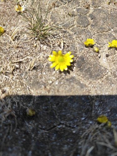 Himalayan oxygraphis