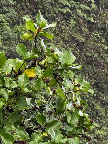 Neonauclea forsteri observed 2025-05-18