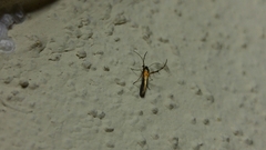 Aetole unipunctella