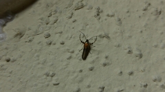 Aetole unipunctella