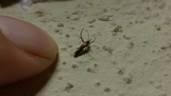 Aetole unipunctella