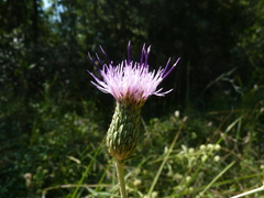 Cirsium virginianum