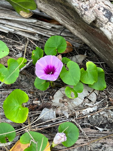 whiteflower beach morning-glory (Ipomoea littoralis)