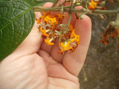 Buddleja madagascariensis