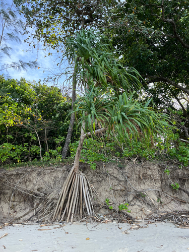 Tahitian screwpine (Pandanus tectorius)